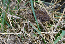 Image of Tarantula wolf spider