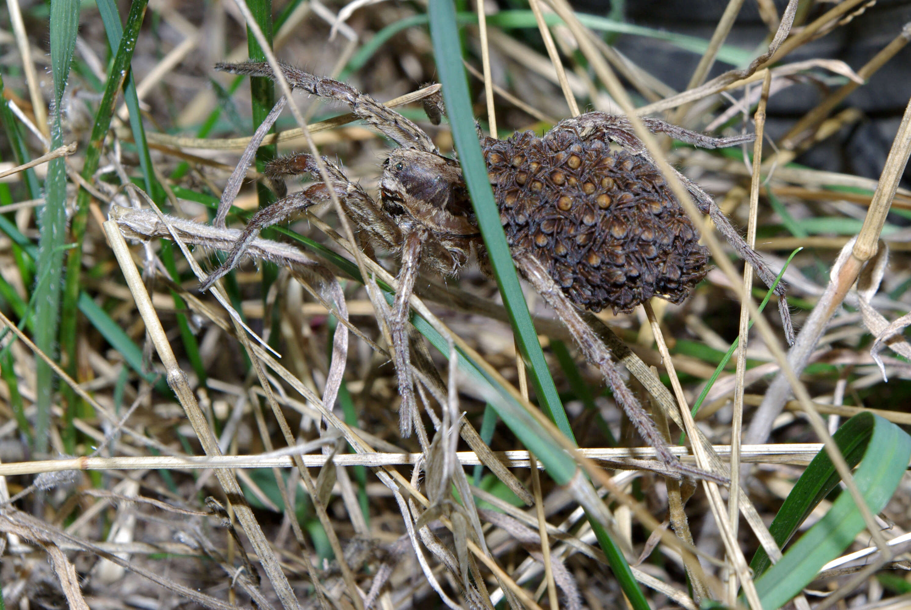 Image of Tarantula wolf spider