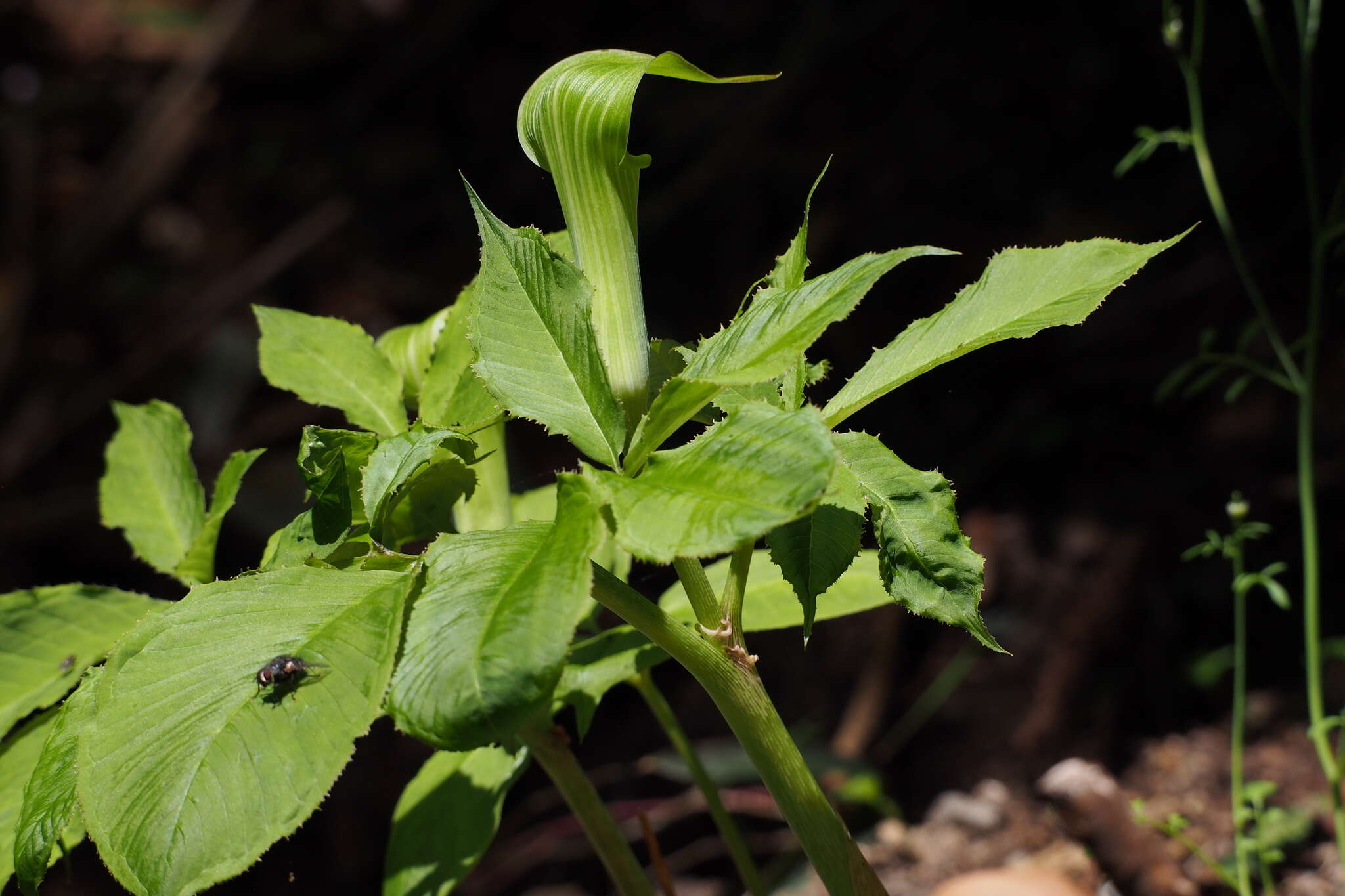 Image of Arisaema serratum (Thunb.) Schott