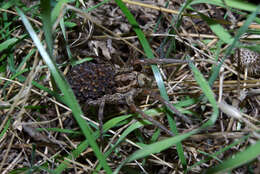 Image of Tarantula wolf spider