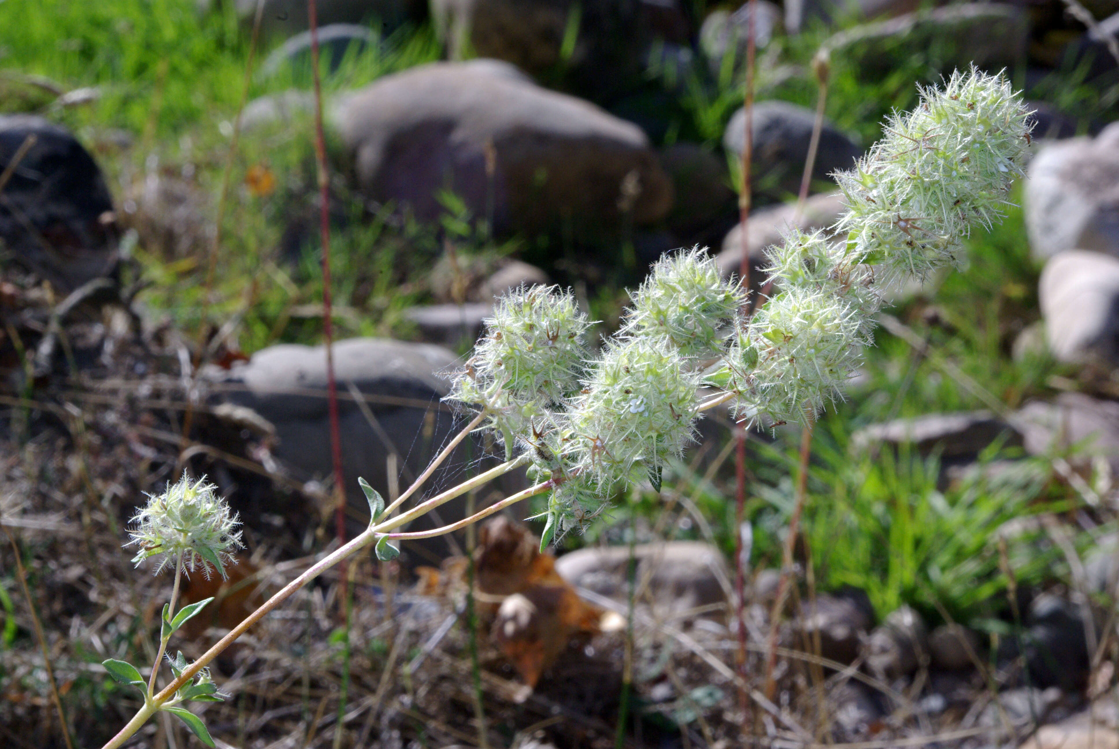 Image of Mastic Thyme