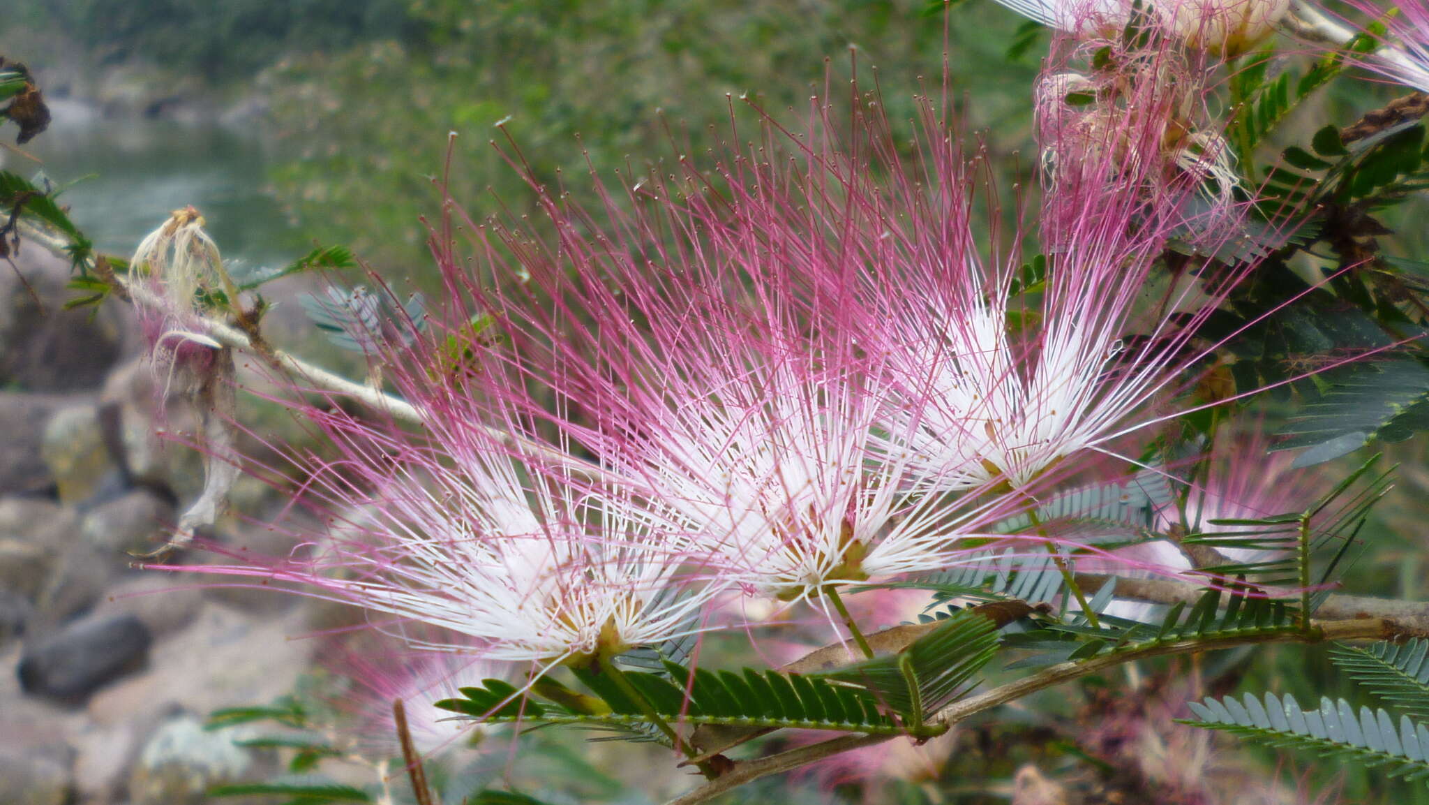 Image de Calliandra caeciliae Harms