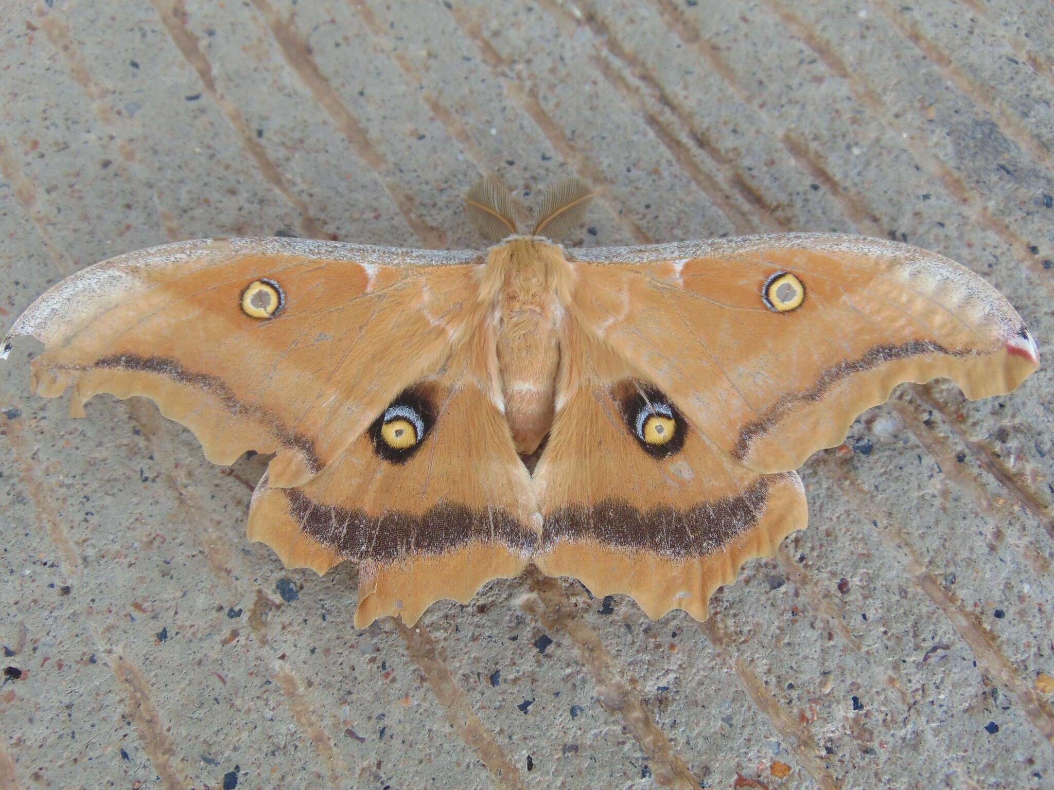 Image of Antheraea montezuma (Sallé 1856)