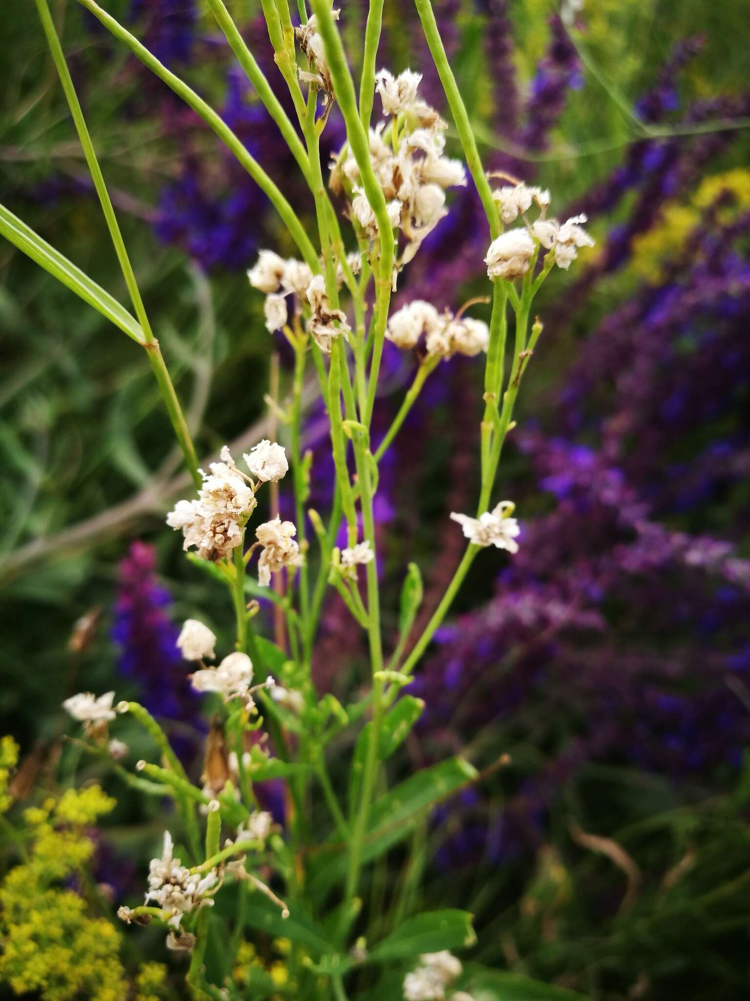 Image of Russian Mustard