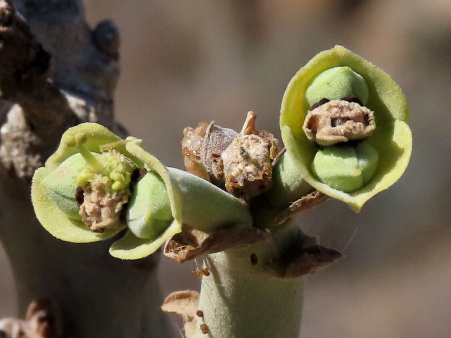 Image of Euphorbia dregeana E. Mey. ex Boiss.