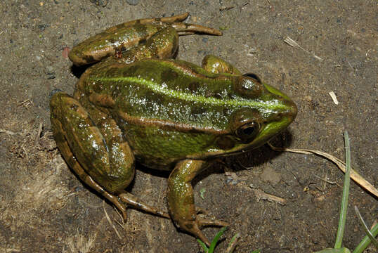 Image of Perez's Frog