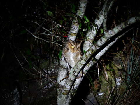 Otus spilocephalus hambroecki (Swinhoe 1870) resmi