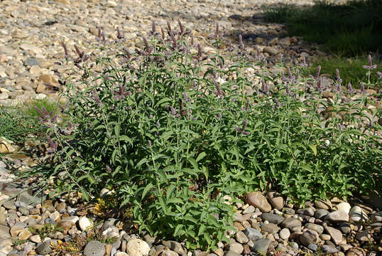 Image of Horse Mint