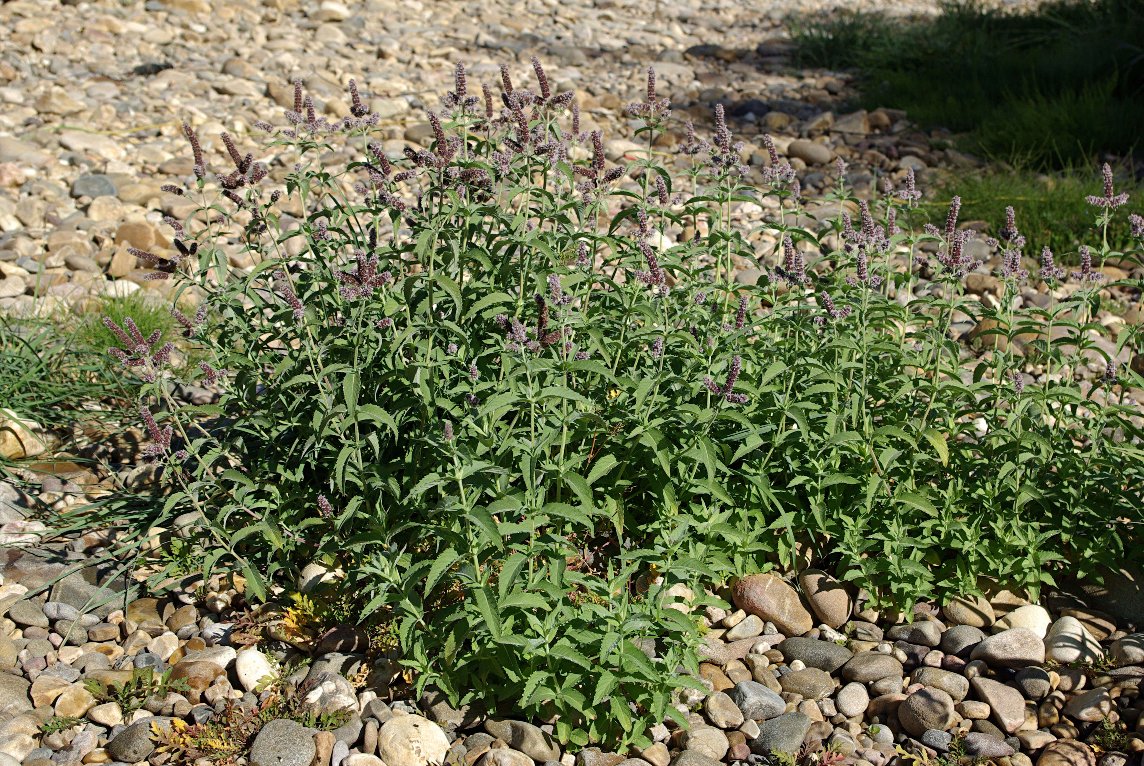 Image of Horse Mint