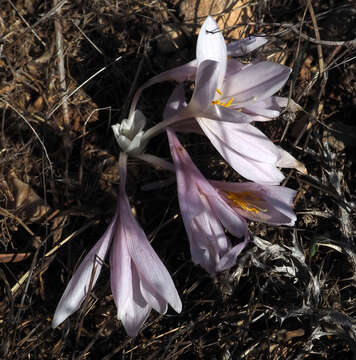 Image of Colchicum hierosolymitanum Feinbrun