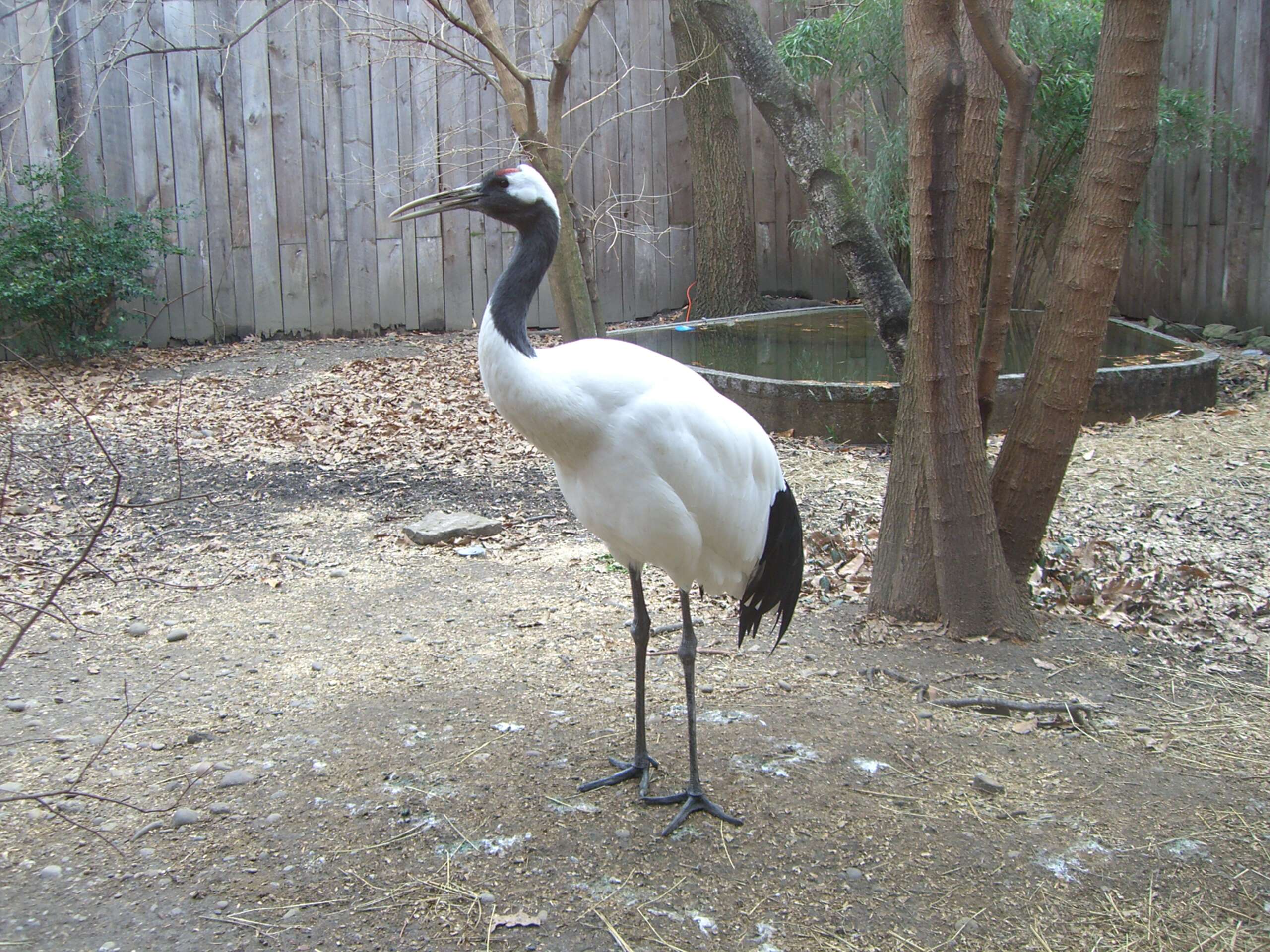 Image of Japanese Crane