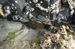 Image of Beadlet anemone