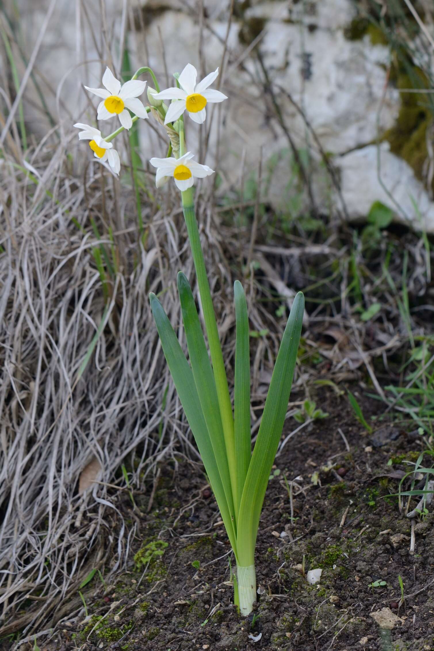 Image of cream narcissus