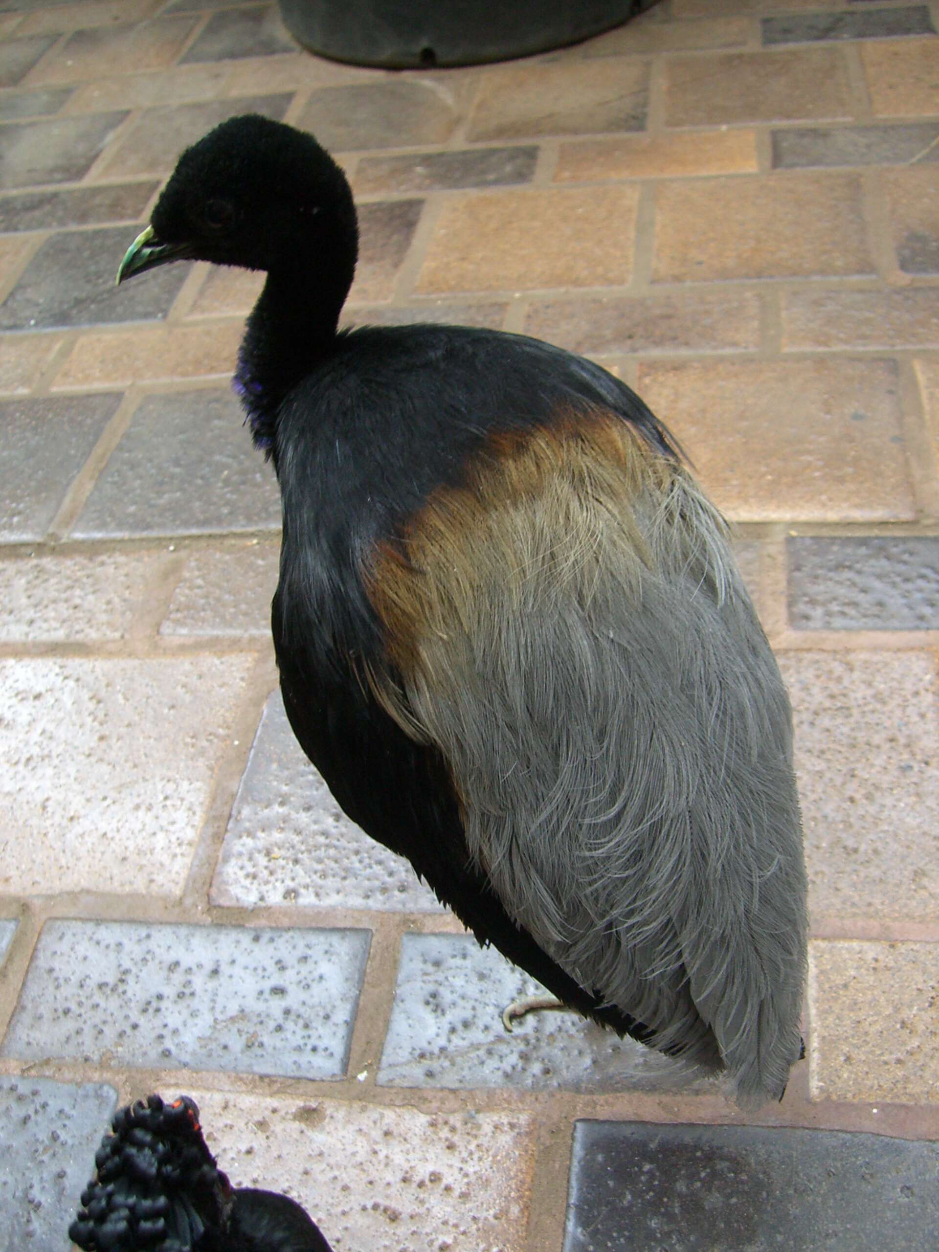 Image of Grey-winged Trumpeter
