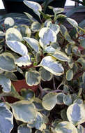 Peperomia obtusifolia (L.) A. Dietr. resmi