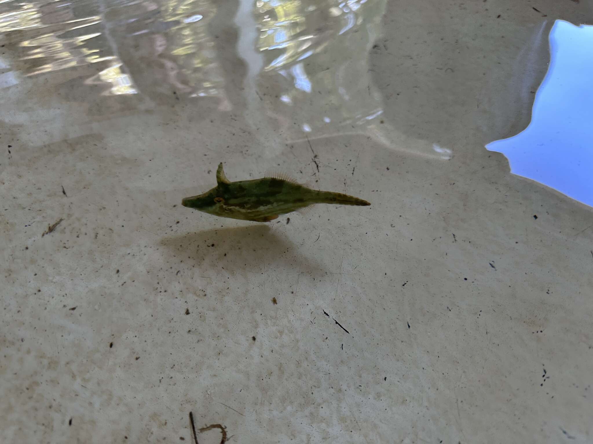 Image of Fringed Filefish