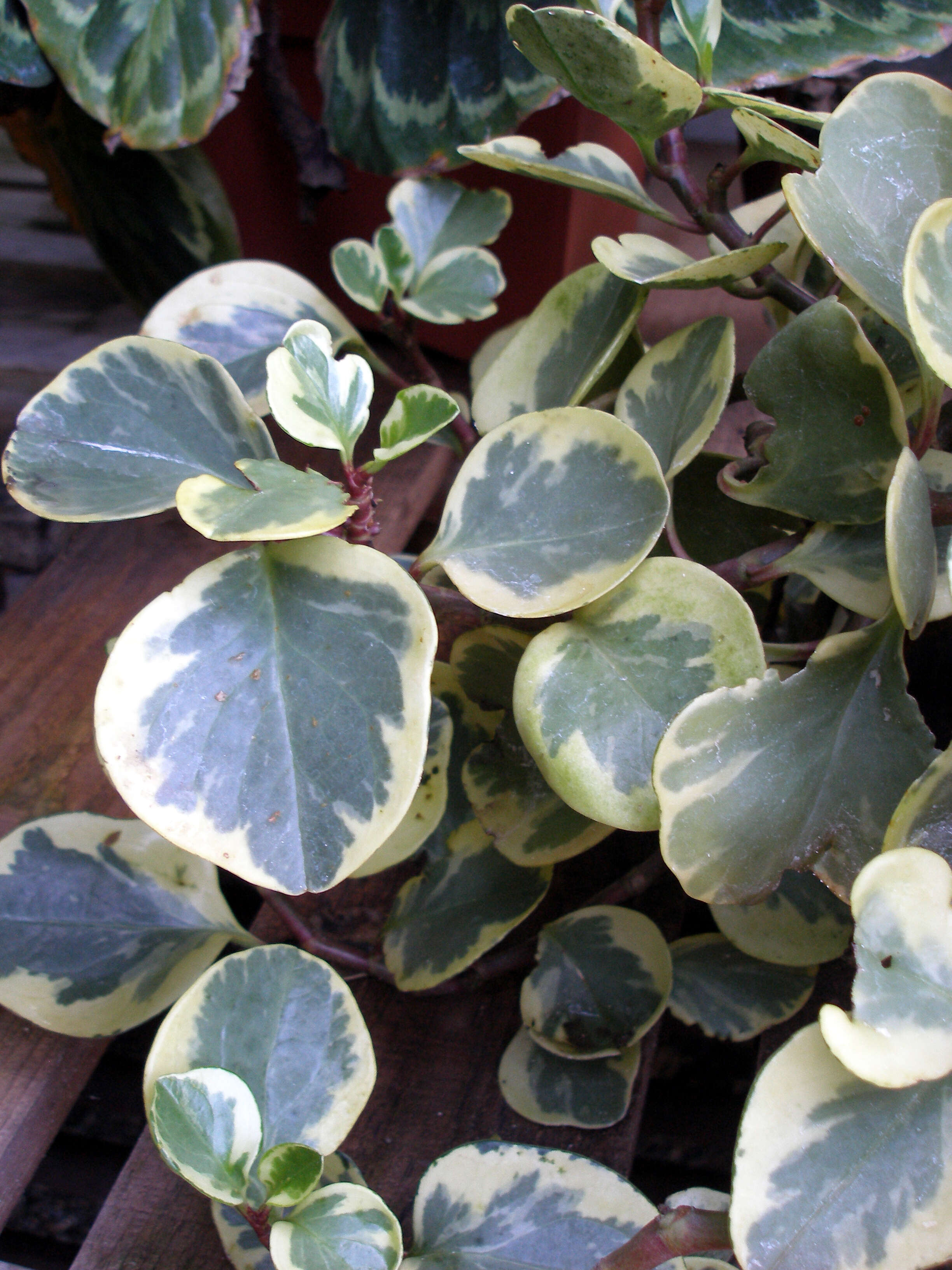 Peperomia obtusifolia (L.) A. Dietr. resmi