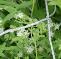 Image of white fiestaflower