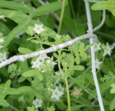 Imagem de Pholistoma membranaceum (Benth.) Constance