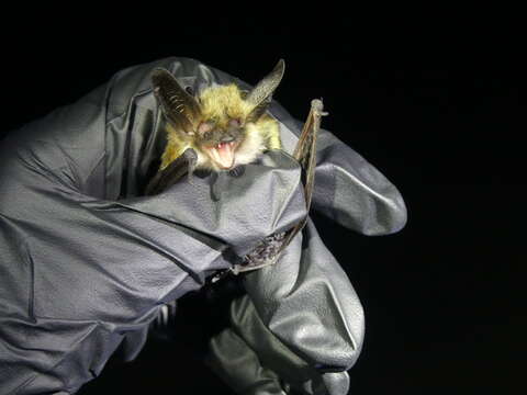 Image of Long-eared Myotis