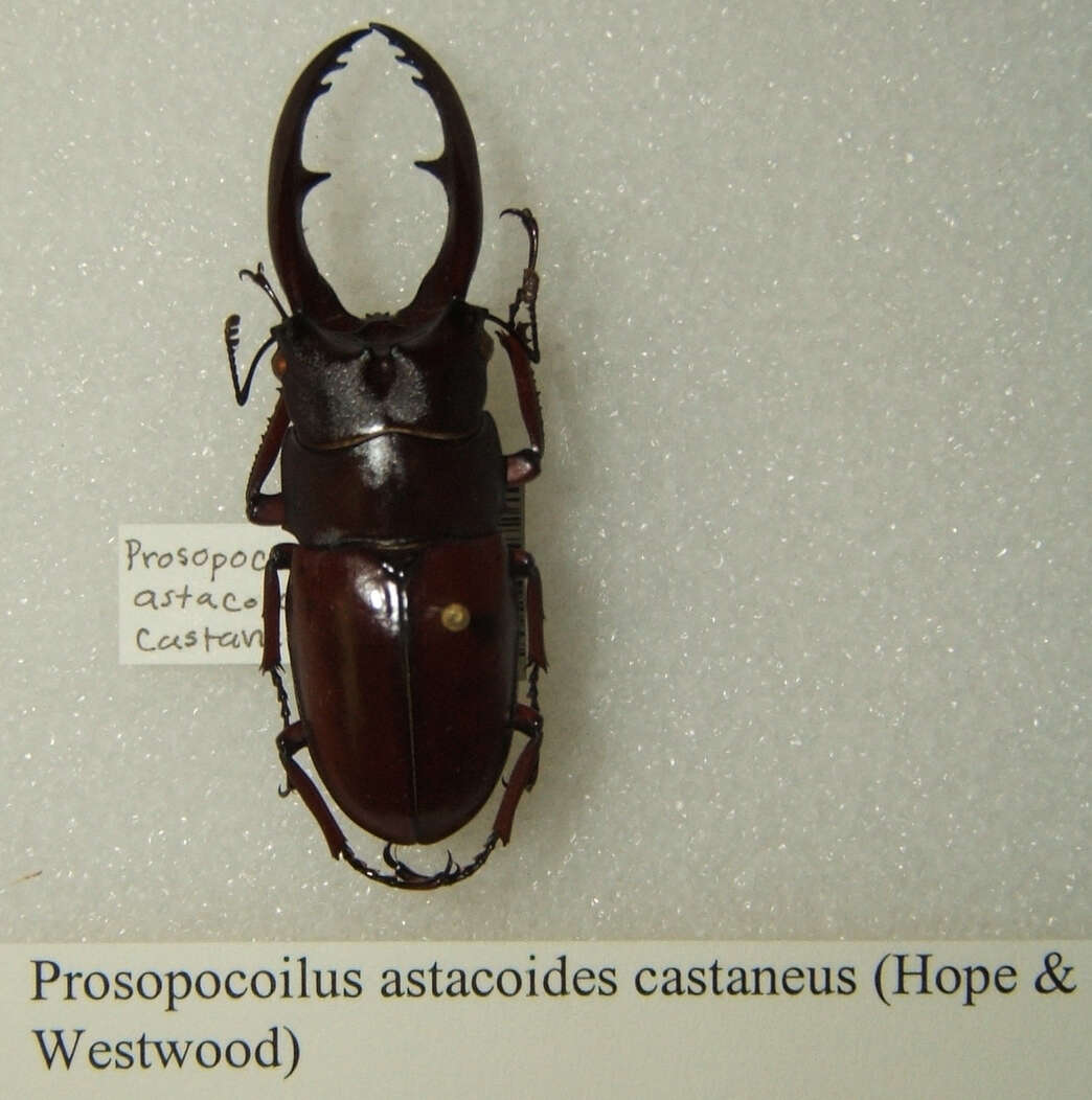 Image of Prosopocoilus (Metopodontus) astacoides (Hope 1840)