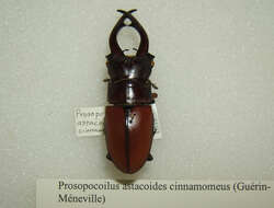 Image of Prosopocoilus (Metopodontus) astacoides (Hope 1840)