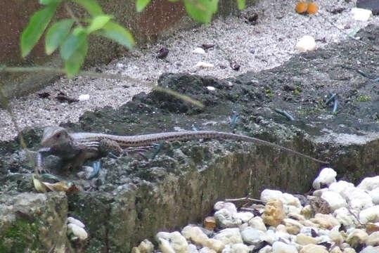 Image of Amazon Racerunner