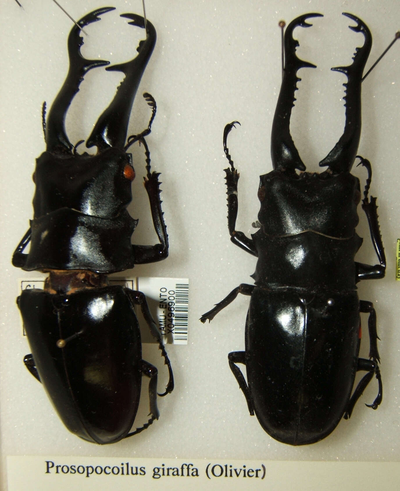 Image of Giraffe stag beetle