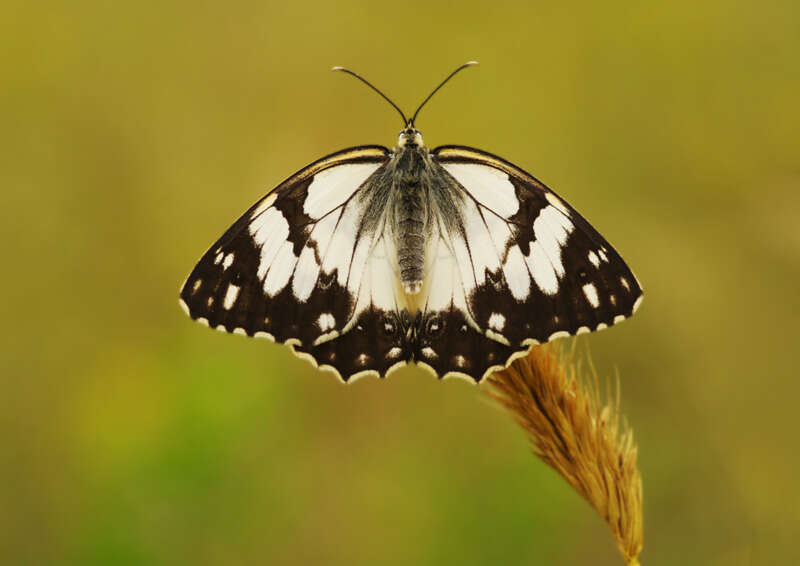 Image of Levantine Marbled White