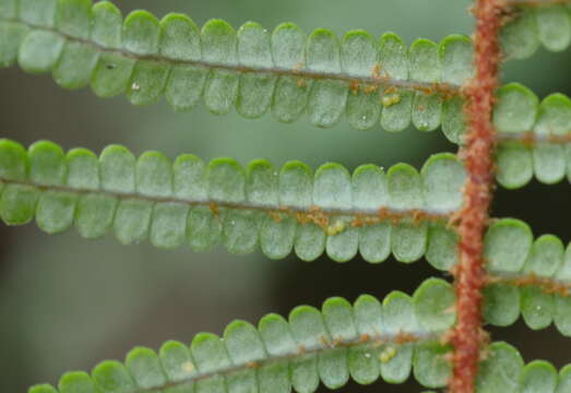 Image of Gleichenia punctulata Col.