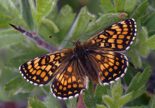 Image of Melitaea athalia