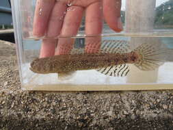 Image of Maude&#39;s shrimpgoby