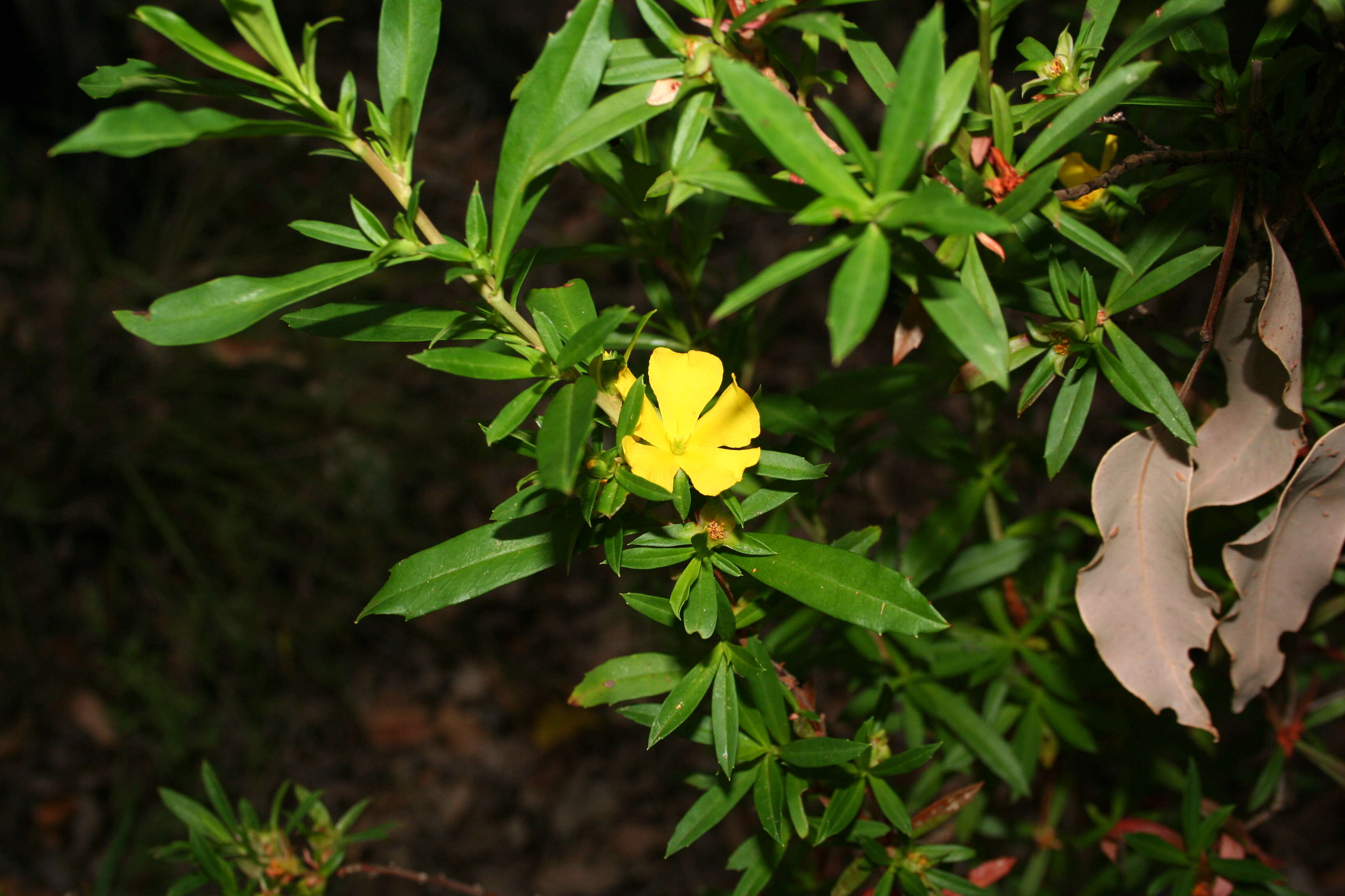 Image of Hibbertia cuneiformis (Labill.) Smith