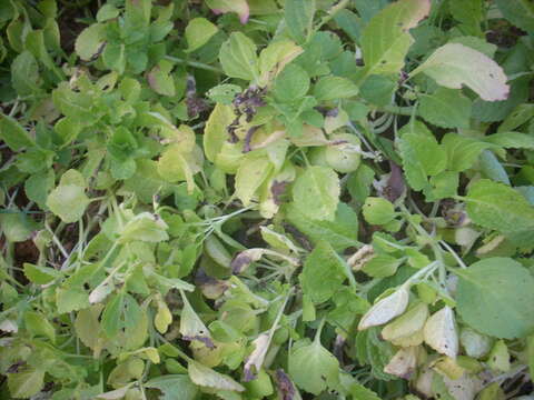 Image de Plectranthus rotundifolius (Poir.) Spreng.