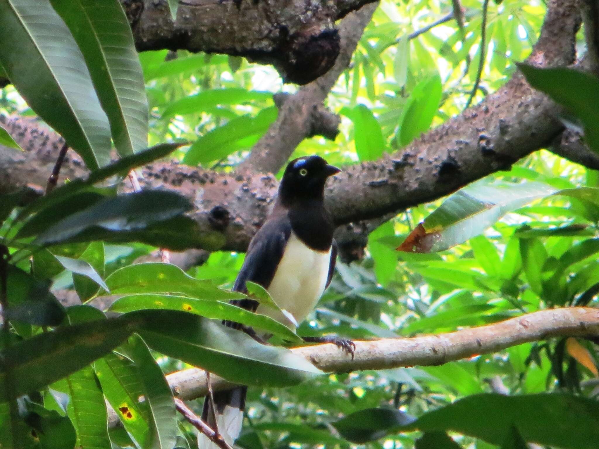 Image of Black-chested Jay