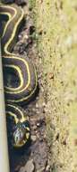 Thamnophis pulchrilatus (Cope 1885)的圖片