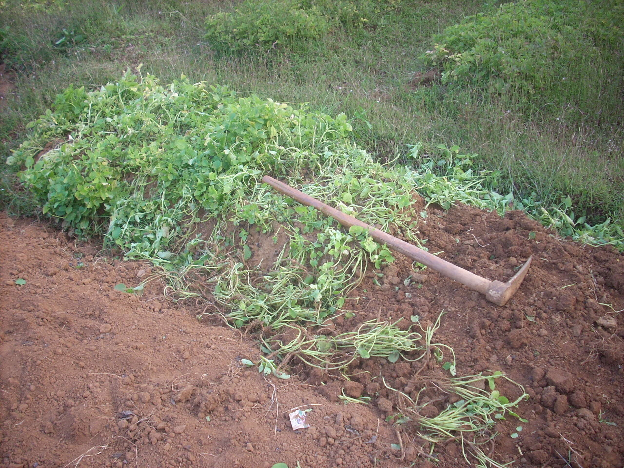 Image of hausa potato