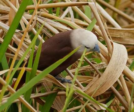 Image of White-headed Munia