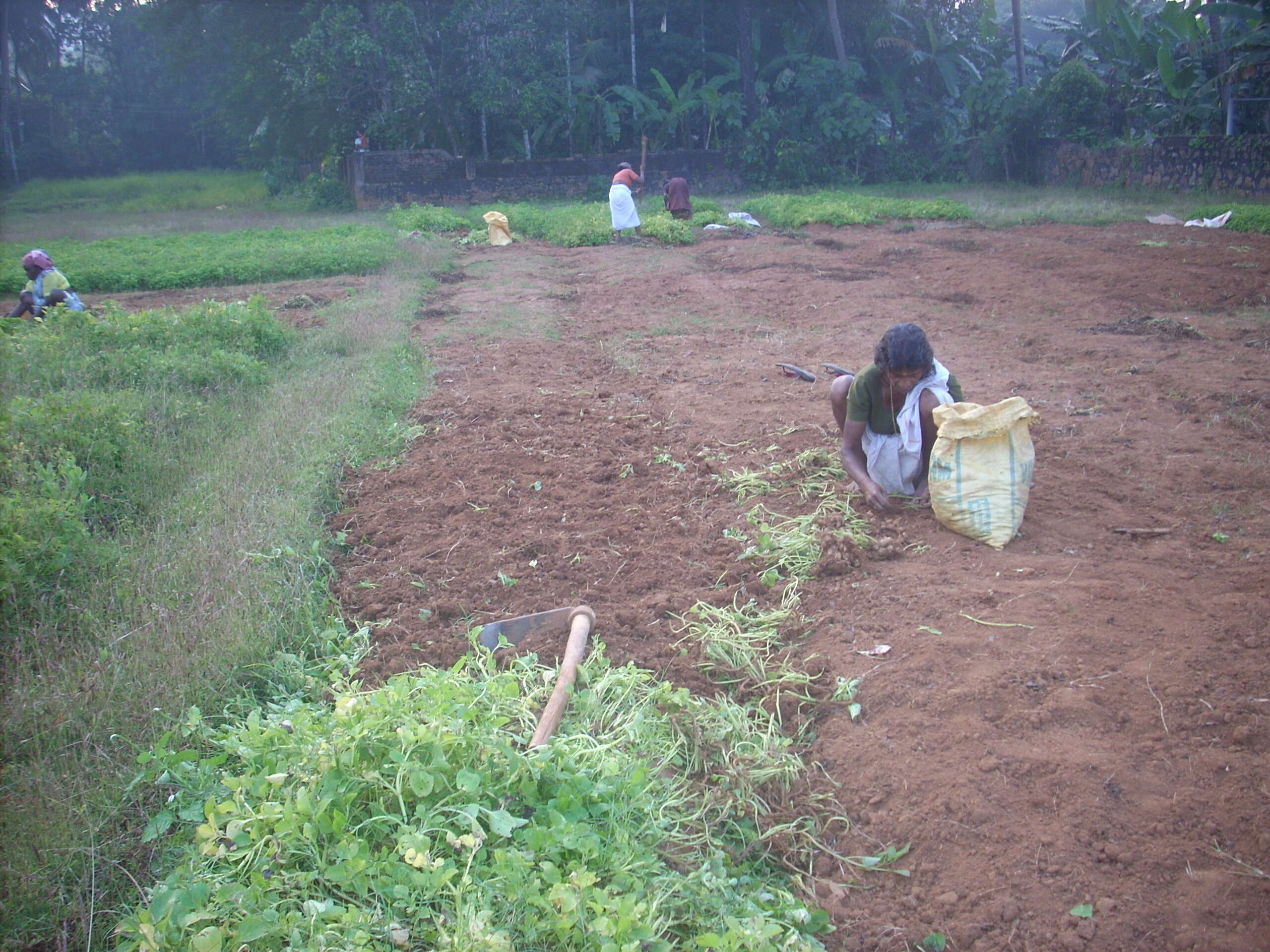 Image of hausa potato