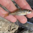 Image of Umpqua chub