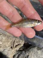 Image of Umpqua chub