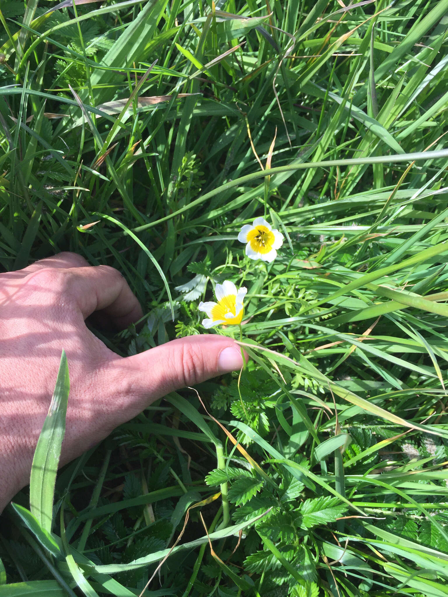 Image of Douglas' meadowfoam