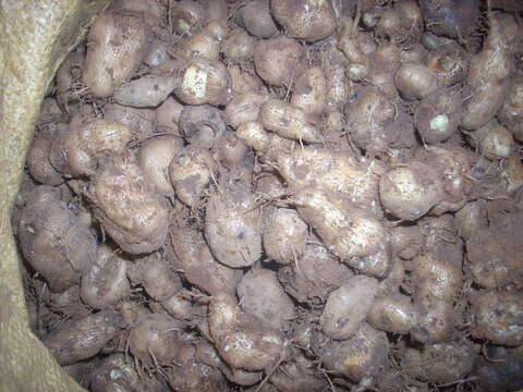 Image of hausa potato