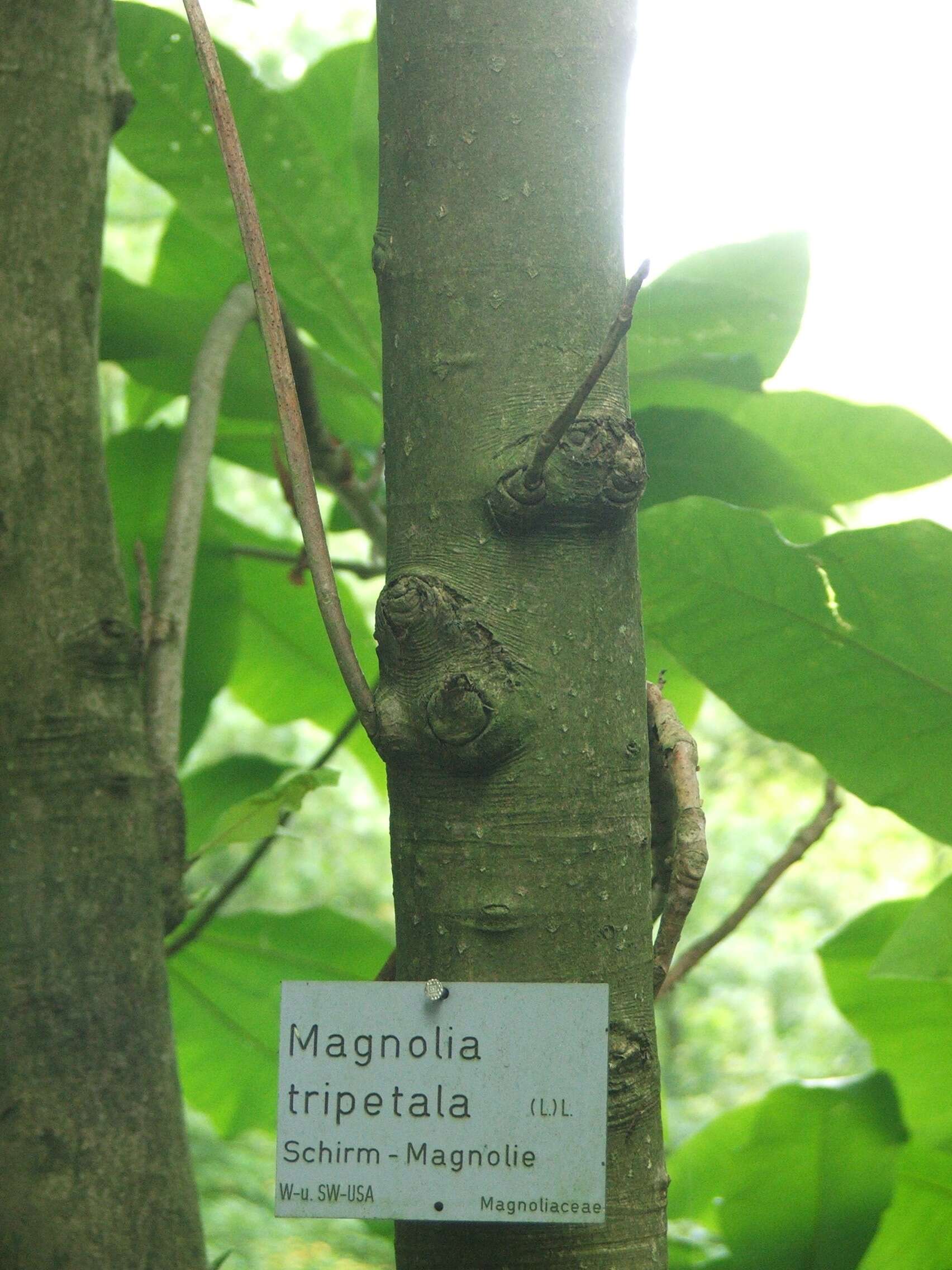 Sivun Magnolia tripetala (L.) L. kuva