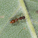 Image of Ant-mimicking Jumping Spider