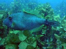 Image of Smooth leatherjacket