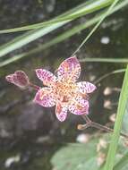 Image of Tricyrtis formosana var. glandosa (T. Shimizu) T. S. Liu & S. S. Ying