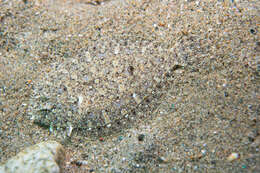 Image of Wide-eyed Flounder