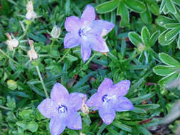 Image of Campanula arvatica Lag.