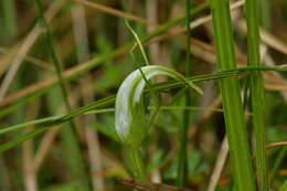 Image of Pterostylis micromega Hook. fil.